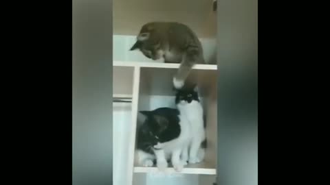 Funny cats,funnuy dogs, funny animals, funny pappy, funny pusy funn