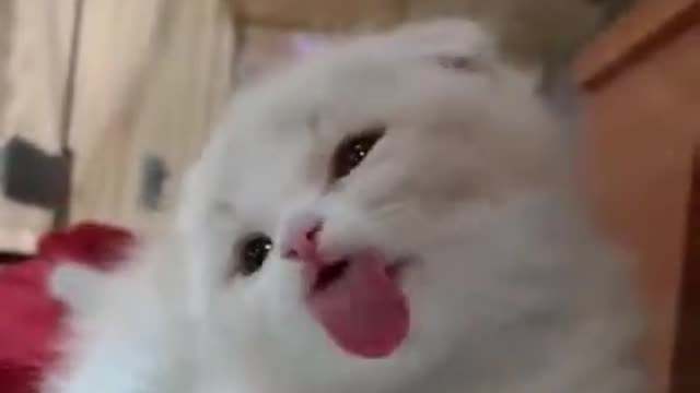 Cutie & Funny Cat