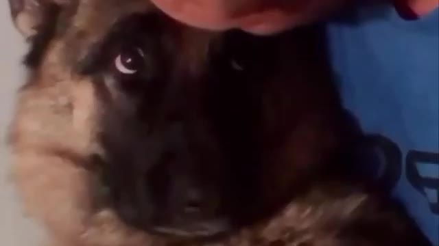 German shepherd