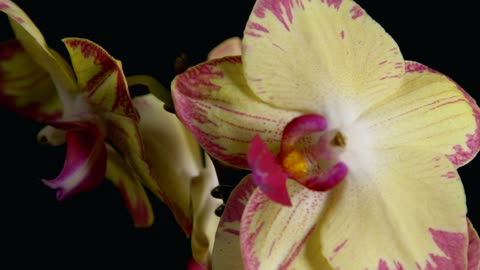 Yellow Orchids against a dark background