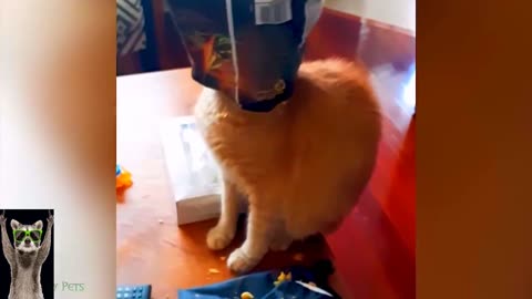 Puppy and cat funny videos 😂