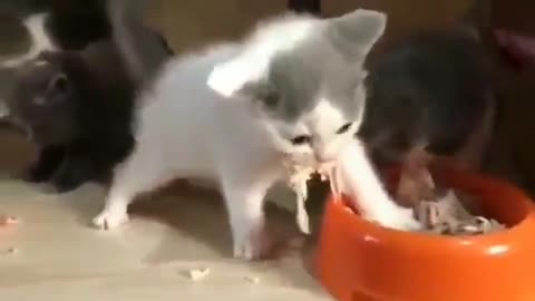 funny cats