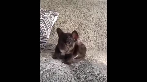 Funniest_Dogs_And_Cats_-_Best_Of_The_2022_Funny_Animal_Videos_ (2)