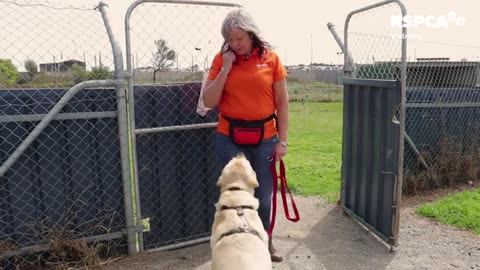 Lesson 5: how to teach your dog to wait#