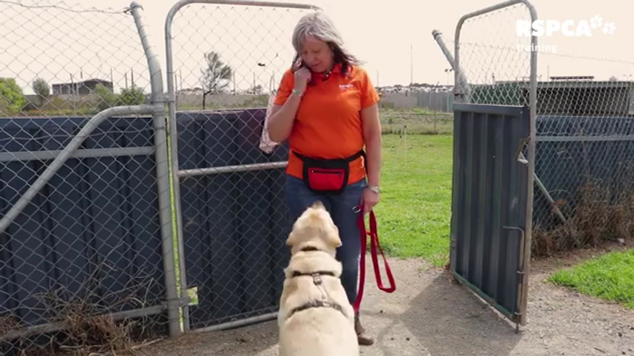 Lesson 5: how to teach your dog to wait#