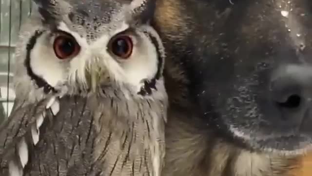 An unusual friendship 🦉❤️🐶 Tag someone who should see this!