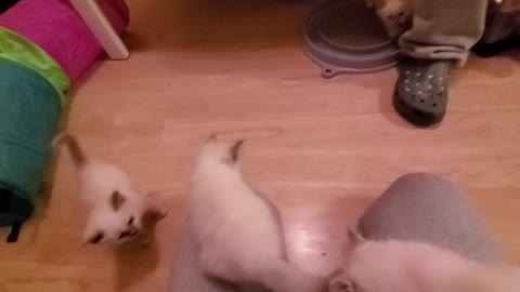 Birman kitten playtime
