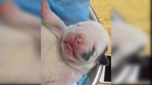 Sleeping puppy 😴