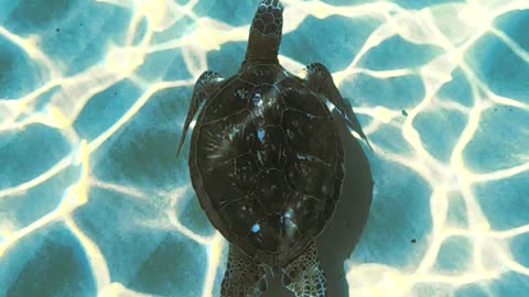 turtule