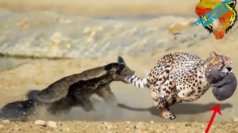 HONEY BADGER DEFEATS A LEOPARD MONGOOSE DIPEARSES LIONS
