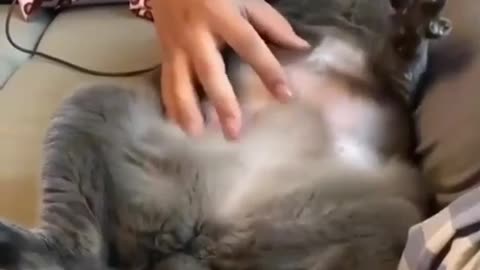 omg animal part.1