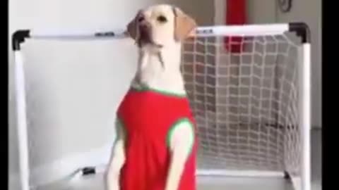 Cat and Dog funny videos
