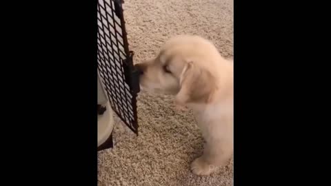 Funniest Pets and Animals - Try Not to Laugh! Part 4