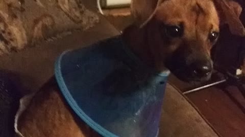 Poor puppy