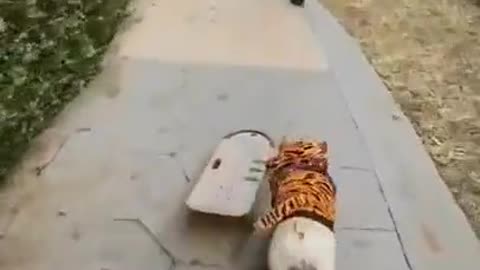 Dog on a skateboard/Собака на скейте))))))