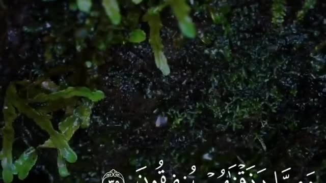 Quran English language translation