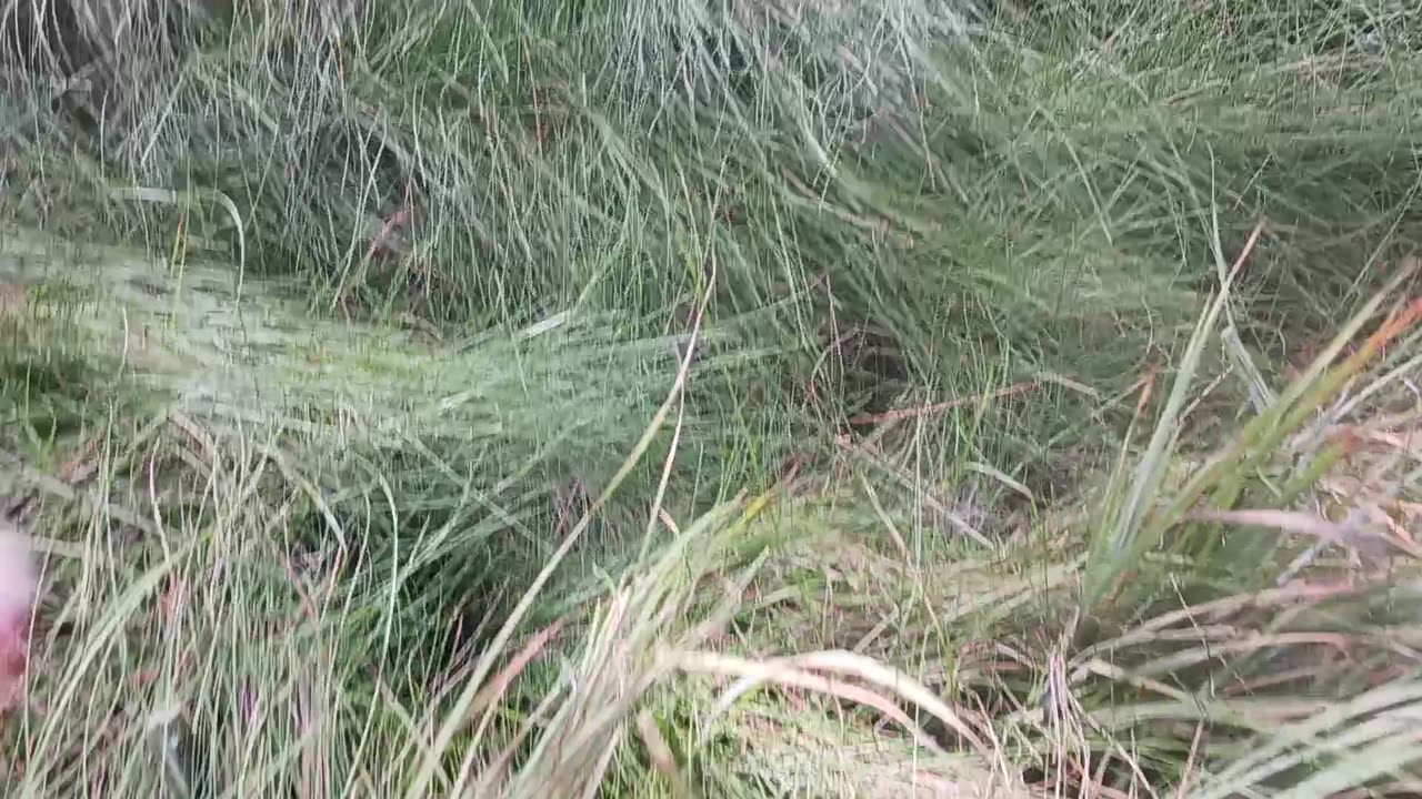 Tour Part 8: After East side creek crossing