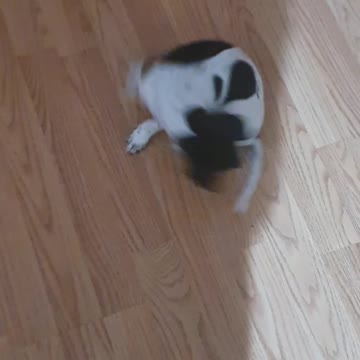 Chasing his own tail...🤣🤣