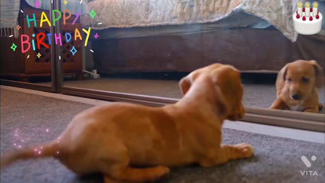 My Dog Happy birthday WhatsApp status video Dog funny Video song| New song 2022