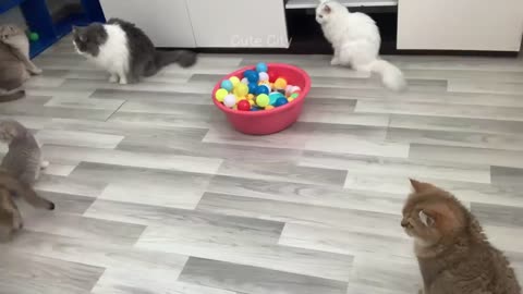 Try Not To Laugh 🤣 Funniest Cats and Dogs 2024 😹🐶