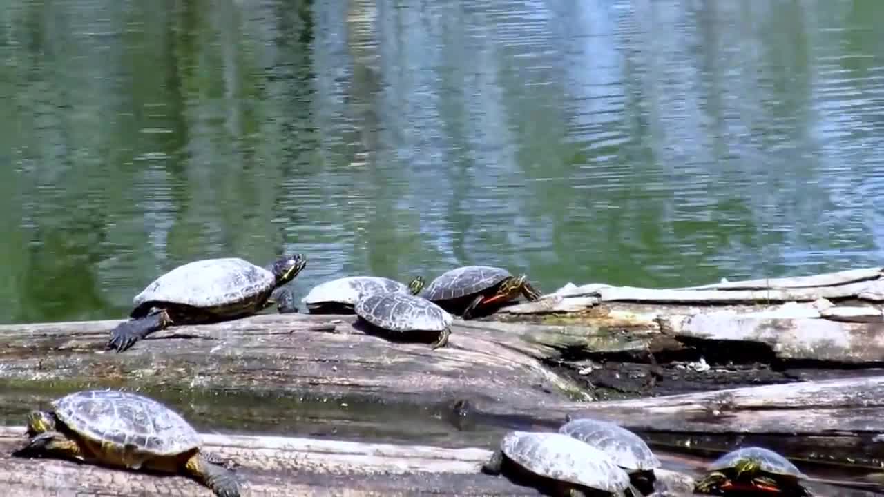 Many turtles on sticks by the pond