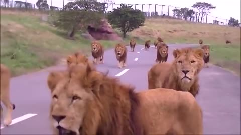 African lion walkking the road