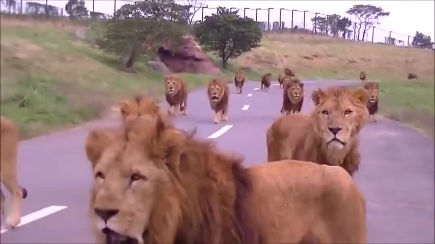 African lion walkking the road