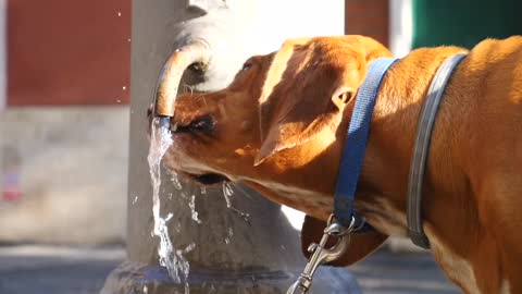 FUNNY WAY OF DRINKING WATER 💧 DURING SUMMER