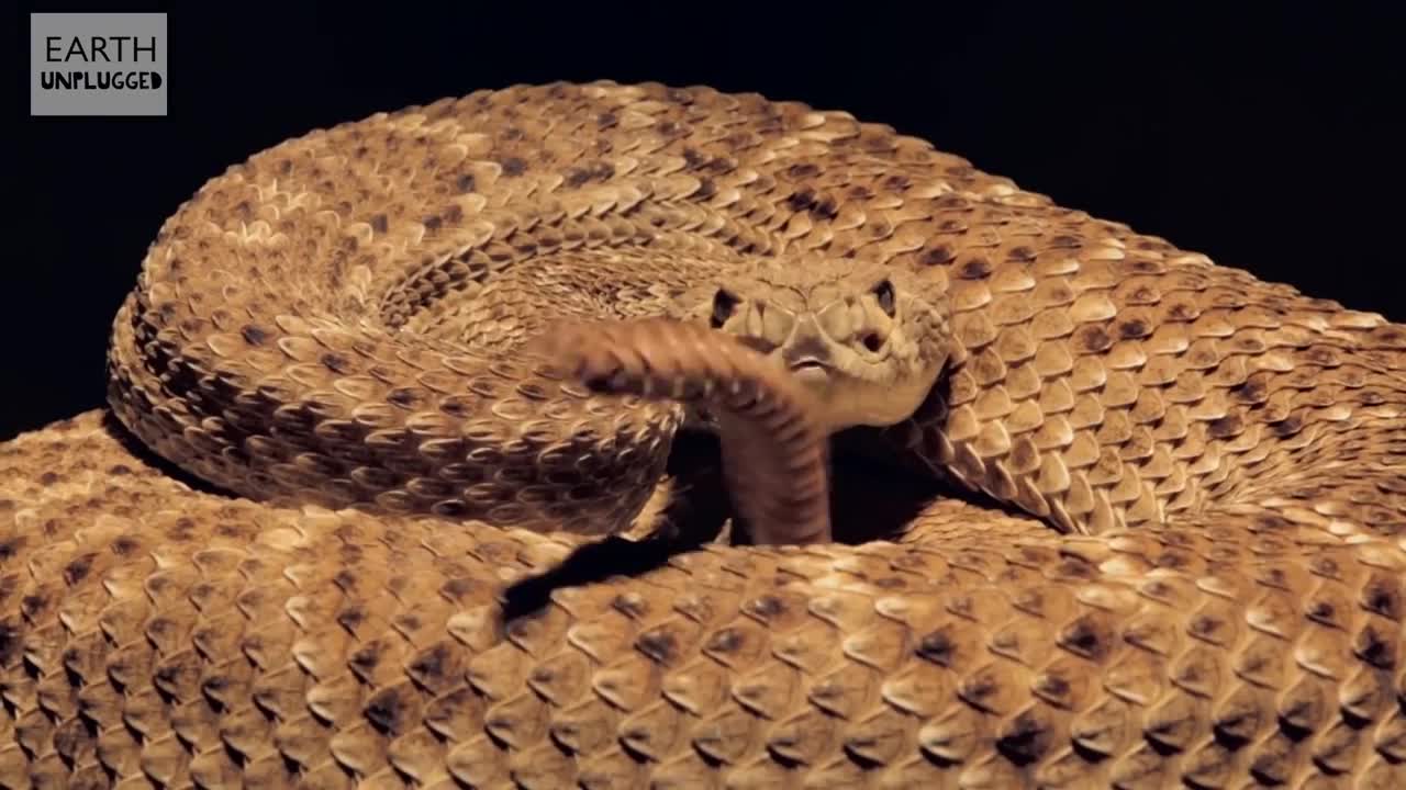 Rattlesnake Tail in Slow Motion | BBC Earth