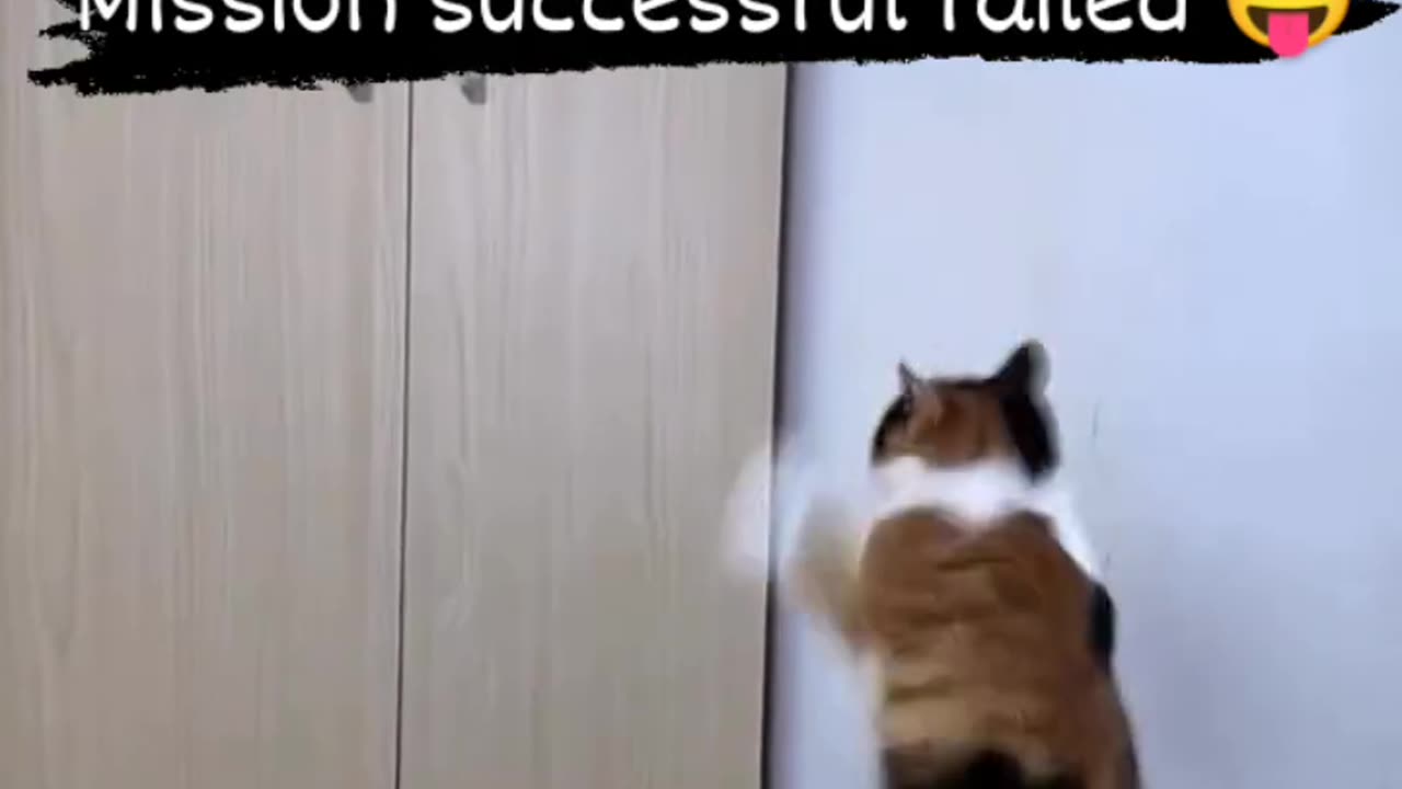 Mission Impawsible