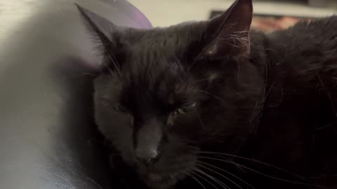 Cute Precious Piper Falls Asleep While Being a Lap Cat - Adopting a Cat from a Shelter Vlog