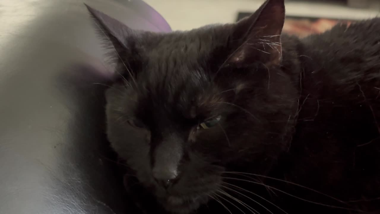 Cute Precious Piper Falls Asleep While Being a Lap Cat - Adopting a Cat from a Shelter Vlog