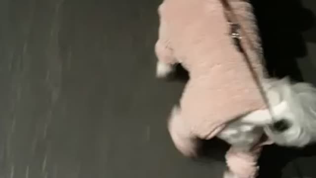 A dog out for a walk