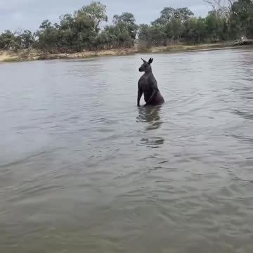 A man saves his dog from being drowned by a wild kangaroo.