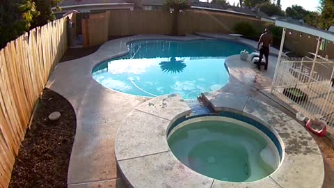Man Jumps in Hot Tub to Save French Bulldog
