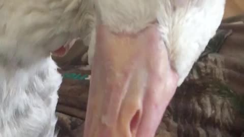Ernie my special needs goose cuddle time.