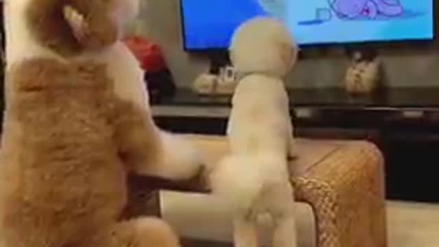 Dogs - Baby dogs - funny and fluffy (33) / Cães - Filhotes - engraçados e fofos (33) #shorts