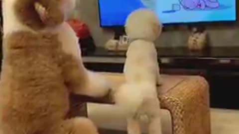 Dogs - Baby dogs - funny and fluffy (33) / Cães - Filhotes - engraçados e fofos (33) #shorts