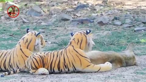 Troll Prank Dog,Fake Snake Vs Monkeys and Big Fake Lion Dog Prank Must Watch Funny Video - Troll Dog