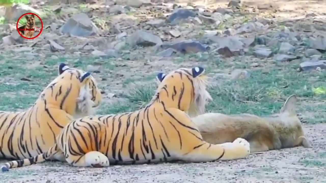 Troll Prank Dog,Fake Snake Vs Monkeys and Big Fake Lion Dog Prank Must Watch Funny Video - Troll Dog