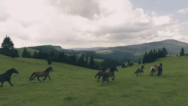 Horse Playing and grazing on the ground #PetsTv, #rumble #rumbleviral