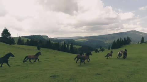 Horse Playing and grazing on the ground #PetsTv, #rumble #rumbleviral