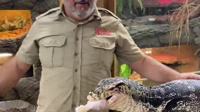 My mini monster muckbang! Rusty is an amazing giant asian water monitor