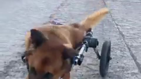 rescued dogs