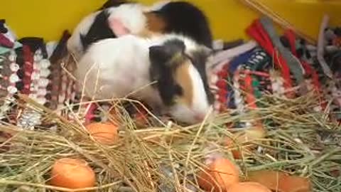 6-hour-old guinea pigs