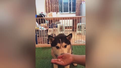 Cat Reaction to Cutting Cake - Funny Dog Cake Reaction Compilation