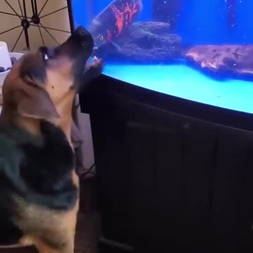 Scared by Darth Vader best video