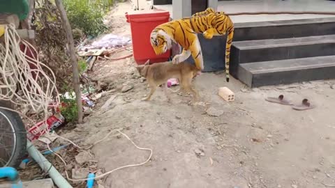 Wow Nice Pranks Dog!!! So Funny Try To Stop Laugh Challenge Pranks