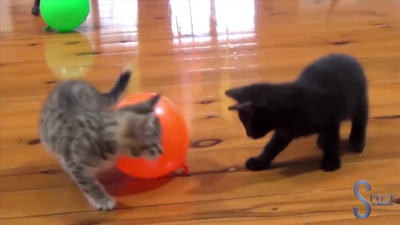 Cats vs Balloon #01