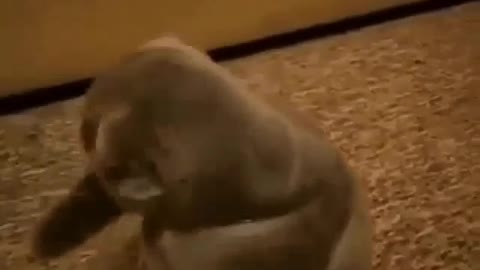 Funny and Cute Cat Videos #300